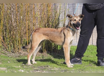 Im Tierheim aufgewachsen ❤️ CINDY - soll endlich ein Zuhause haben!