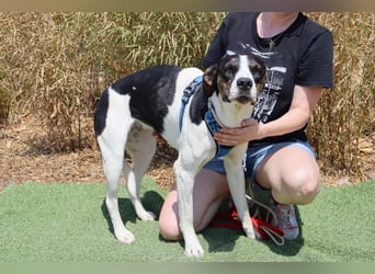 ❤️ Carinha - zu jung | zu lieb | zu sanft - um auf dem Schrottplatz zu leben