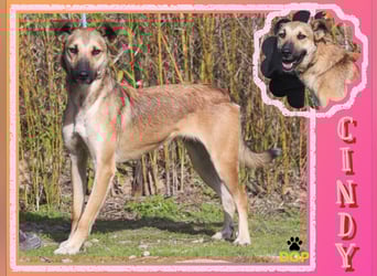 Im Tierheim aufgewachsen ❤️ CINDY - soll endlich ein Zuhause haben!