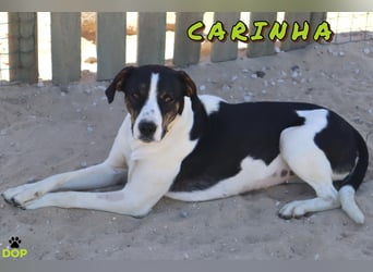 ❤️ Carinha - zu jung | zu lieb | zu sanft - um auf dem Schrottplatz zu leben