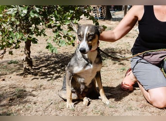 ❤️ Carrie - freundlich und verspielt - noch etwas schüchtern