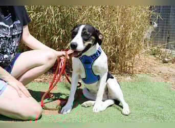 ❤️ Carinha - zu jung | zu lieb | zu sanft - um auf dem Schrottplatz zu leben