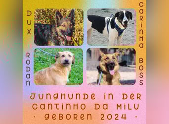 ❤️ Carinha - zu jung | zu lieb | zu sanft - um auf dem Schrottplatz zu leben