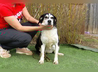  Seniorin RAVA - wurde ausgesetzt und braucht nun ein neues und besseres Zuhause