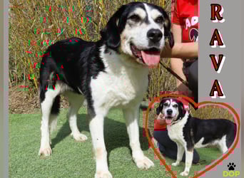  Seniorin RAVA - wurde ausgesetzt und braucht nun ein neues und besseres Zuhause