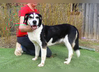  Seniorin RAVA - wurde ausgesetzt und braucht nun ein neues und besseres Zuhause