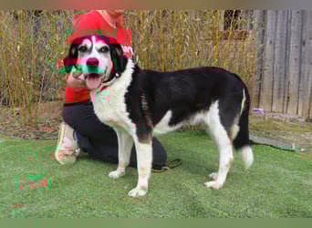  Seniorin RAVA - wurde ausgesetzt und braucht nun ein neues und besseres Zuhause