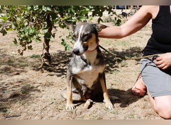 ❤️ Carrie - freundlich und verspielt - noch etwas schüchtern