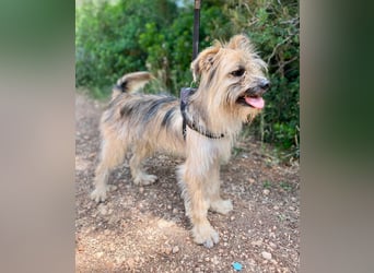 Daisy – zarte Hundeseele auf der Suche nach Geborgenheit