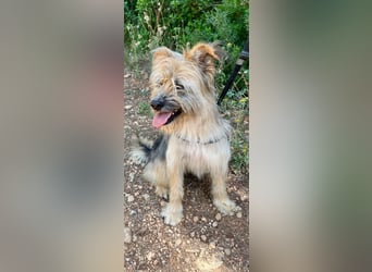 Daisy – zarte Hundeseele auf der Suche nach Geborgenheit