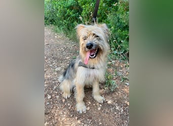 Daisy – zarte Hundeseele auf der Suche nach Geborgenheit