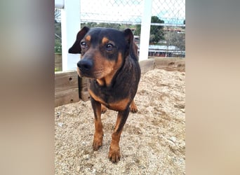 Risto - Charmeur sucht Sofa