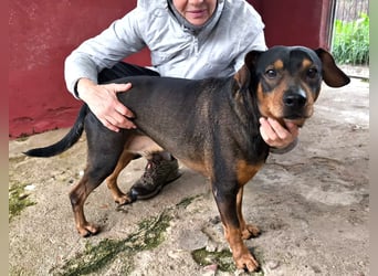 Risto - Charmeur sucht Sofa