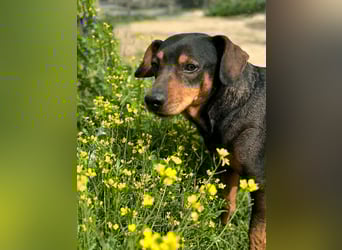 Risto - Charmeur sucht Sofa