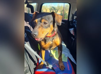 Risto - Charmeur sucht Sofa