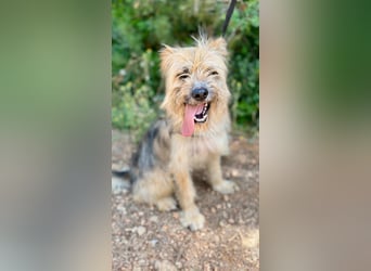 Daisy – zarte Hundeseele auf der Suche nach Geborgenheit