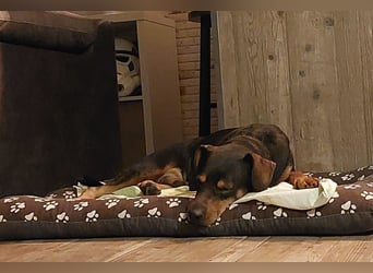 Risto - Charmeur sucht Sofa