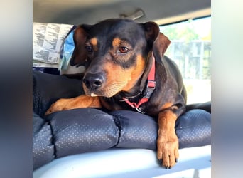 Risto - Charmeur sucht Sofa