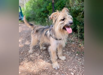 Daisy – zarte Hundeseele auf der Suche nach Geborgenheit