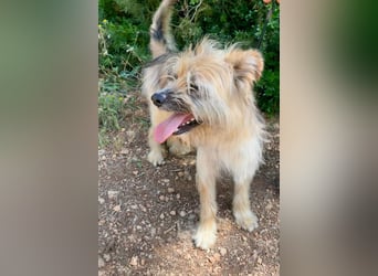 Daisy – zarte Hundeseele auf der Suche nach Geborgenheit