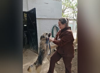 Daisy – zarte Hundeseele auf der Suche nach Geborgenheit
