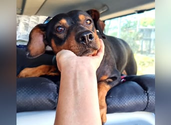 Risto - Charmeur sucht Sofa