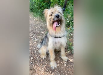 Daisy – zarte Hundeseele auf der Suche nach Geborgenheit