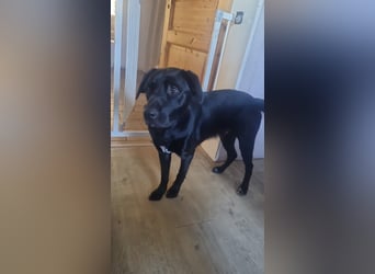 Ari sucht ein neues Zuhause