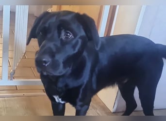 Ari sucht ein neues Zuhause