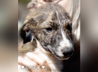 Gino, Gina, Greta and Greg suchen ein Zuhause