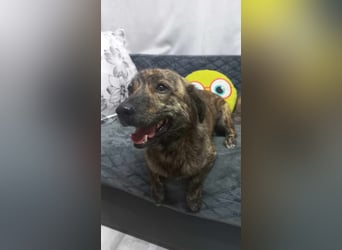 Rocky Rüde Mischling ca. 3 Jahre freundlich und lieb