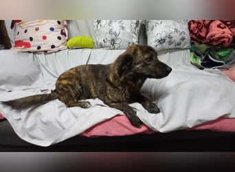 Rocky Rüde Mischling ca. 3 Jahre freundlich und lieb