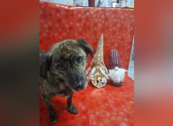 Rocky Rüde Mischling ca. 3 Jahre freundlich und lieb