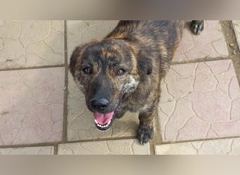 Rocky Rüde Mischling ca. 3 Jahre freundlich und lieb