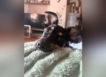 Lilo Hündin Mischling Welpe Junghund ca. 7 Monate alt