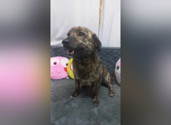 Rocky Rüde Mischling ca. 3 Jahre freundlich und lieb