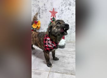 Rocky Rüde Mischling ca. 3 Jahre freundlich und lieb