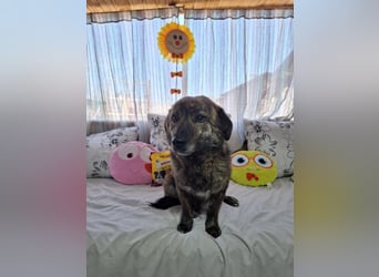 Rocky Rüde Mischling ca. 3 Jahre freundlich und lieb