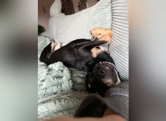 Lilo Hündin Mischling Welpe Junghund ca. 7 Monate alt