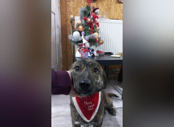 Rocky Rüde Mischling ca. 3 Jahre freundlich und lieb