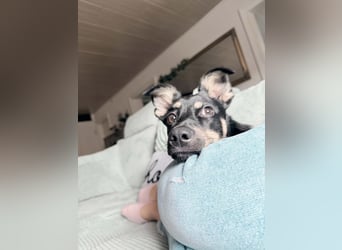 Lilo Hündin Mischling Welpe Junghund ca. 7 Monate alt
