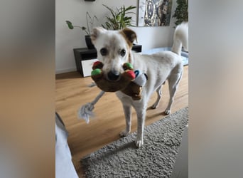 Fröhlicher Felix sucht ein aktives Zuhause
