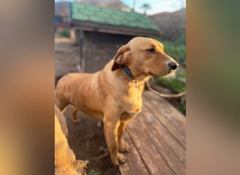 **BRUNO**, Retriever Mix, ca 2,5 Jahre, Rüde kastriert