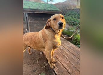 **BRUNO**, Retriever Mix, ca 2,5 Jahre, Rüde kastriert