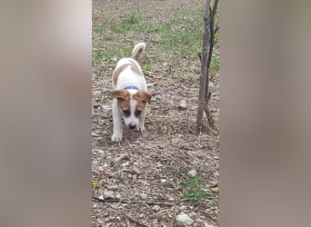 **BEN**, Mischling, ca 7 Monate, Rüde intakt