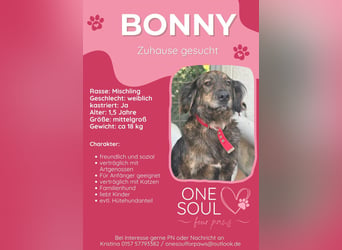 **BONNY**, Mischling, ca 1,5 Jahre, weiblich kastriert