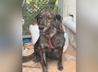 **BONNY**, Mischling, ca 1,5 Jahre, weiblich kastriert