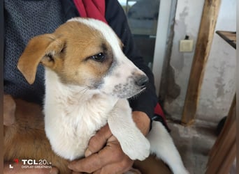 **BEN**, Mischling, ca 7 Monate, Rüde intakt
