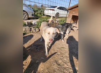 **LOKI**, Mischling, ca 2 Jahre, Rüde kastriert