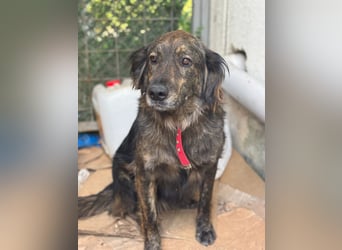 **BONNY**, Mischling, ca 1,5 Jahre, weiblich kastriert